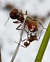 Florida Harvester Ant - photo 2