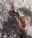 Florida Harvester Ant - photo 3