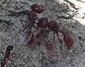 Florida Harvester Ant - photo 4
