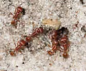 Florida Harvester Ant - photo 5