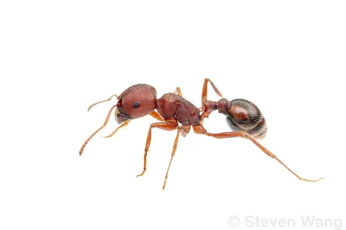 Red Harvester Ant - photo 3