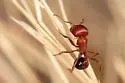 Bicolored Harvester Ant - photo 2