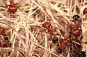 Bicolored Harvester Ant - photo 3