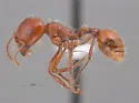 Pogonomyrmex bigbendensis
