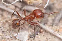 Pogonomyrmex bigbendensis - photo 2