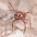Pogonomyrmex bigbendensis - photo 3
