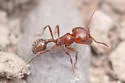 Pogonomyrmex bigbendensis - photo 4