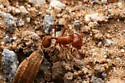 Pogonomyrmex bigbendensis - photo 5