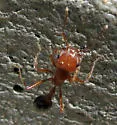 California Harvester Ant