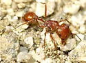 California Harvester Ant - photo 2