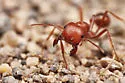California Harvester Ant - photo 3