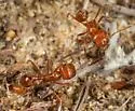 California Harvester Ant - photo 4