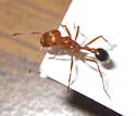 California Harvester Ant - photo 5