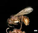Pogonomyrmex colei