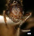 Pogonomyrmex colei - photo 2