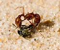 Pogonomyrmex comanche