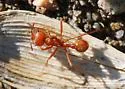 Pogonomyrmex comanche - photo 2