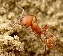 Pogonomyrmex comanche - photo 3