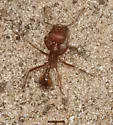 Pogonomyrmex comanche - photo 4
