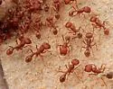 Pogonomyrmex comanche - photo 5