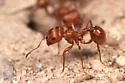 Large Seed Harvesting Ant