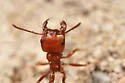 Large Seed Harvesting Ant - photo 2