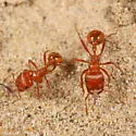 Large Seed Harvesting Ant - photo 3