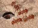 Large Seed Harvesting Ant - photo 4
