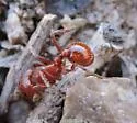 Large Seed Harvesting Ant - photo 5