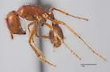 Pogonomyrmex hoelldobleri