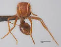 Pogonomyrmex hoelldobleri - photo 2