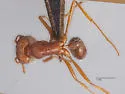 Pogonomyrmex hoelldobleri - photo 3