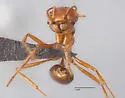Pogonomyrmex hoelldobleri - photo 4