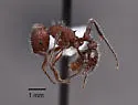 Pogonomyrmex huachucanus - photo 2