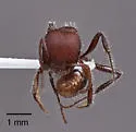 Pogonomyrmex huachucanus - photo 3