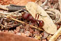 Pogonomyrmex huachucanus - photo 4