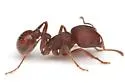 Pogonomyrmex huachucanus - photo 5