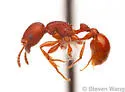 Pogonomyrmex imberbiculus - photo 2
