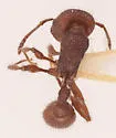 Pogonomyrmex imberbiculus - photo 3