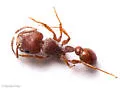 Pogonomyrmex imberbiculus - photo 4