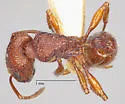 Pogonomyrmex imberbiculus - photo 5