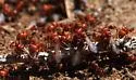 Maricopa Harvester Ant