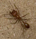 Maricopa Harvester Ant - photo 2