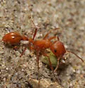 Maricopa Harvester Ant - photo 3