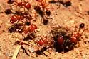 Maricopa Harvester Ant - photo 4
