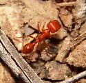 Maricopa Harvester Ant - photo 5