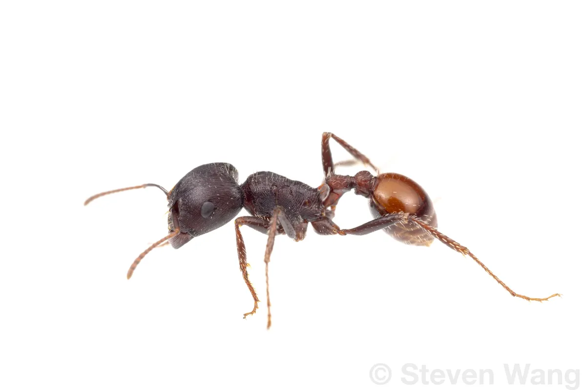 Rough Harvester Ant - photo 2