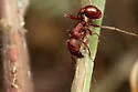 Pogonomyrmex salinus - photo 2