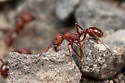 Pogonomyrmex salinus - photo 4