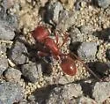 Pogonomyrmex salinus - photo 5